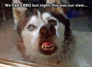 funny-husky-BBQ-window